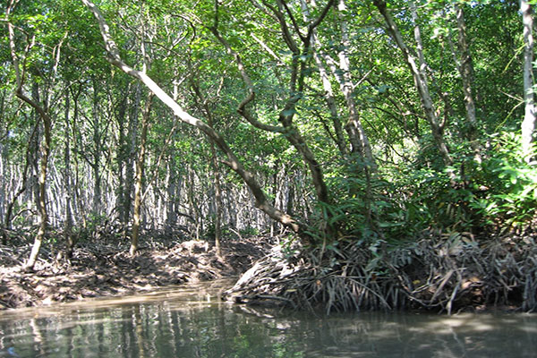 Can-Gio-Mangrove-Forest